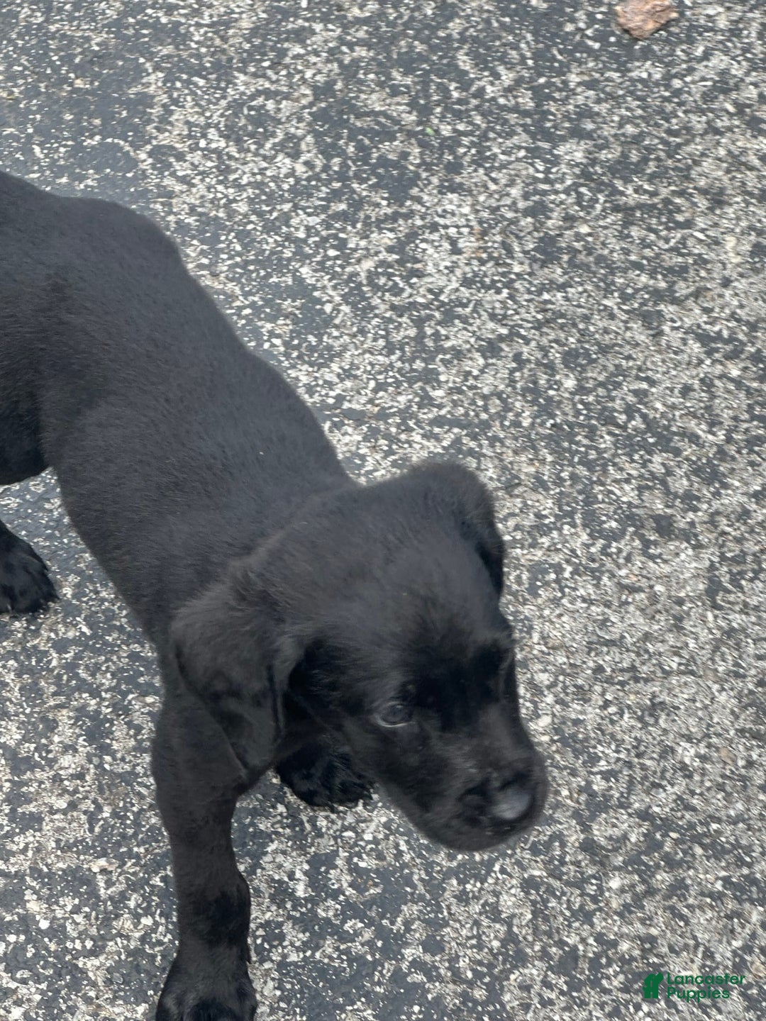 Cane Corso dogs for sale: Max - Image 4