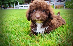 Havapoo dogs for sale: Bliss - Image 4