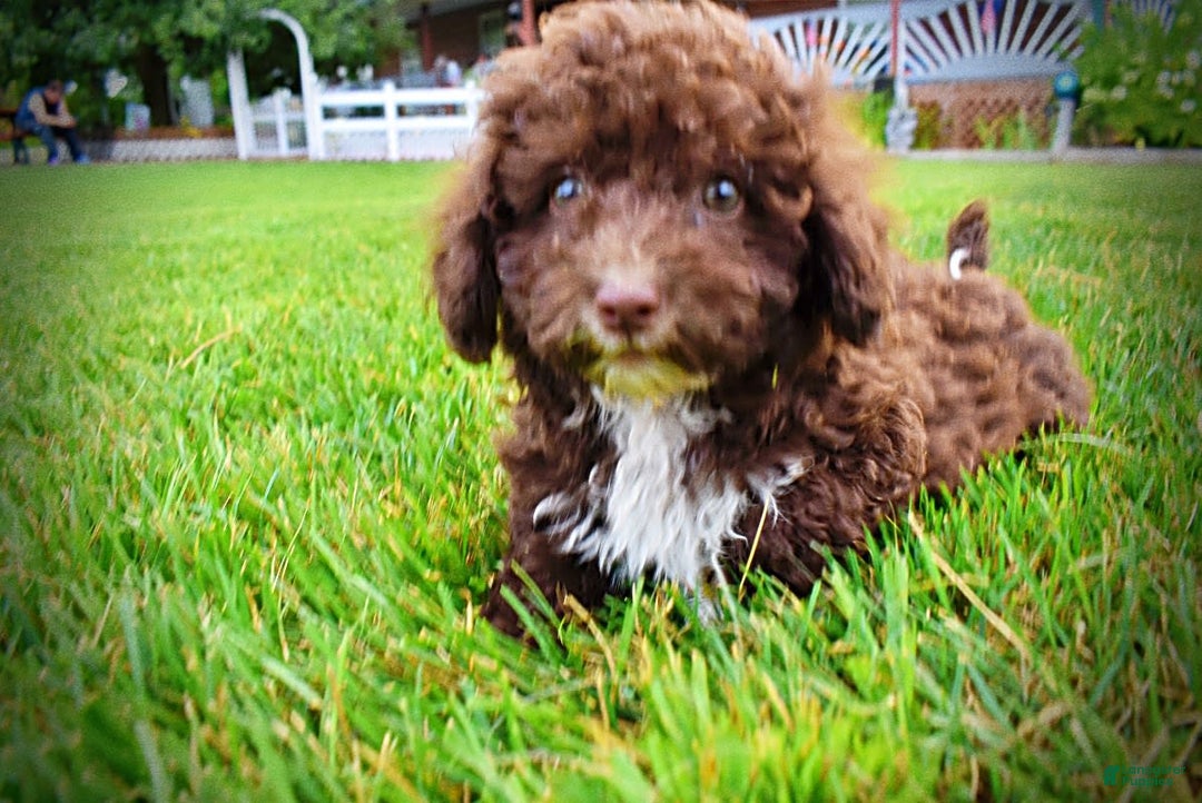 Havapoo dogs for sale: Bliss - Image 4