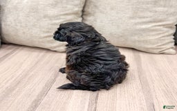 Shihpoo dogs for sale: Ollie - Image 3