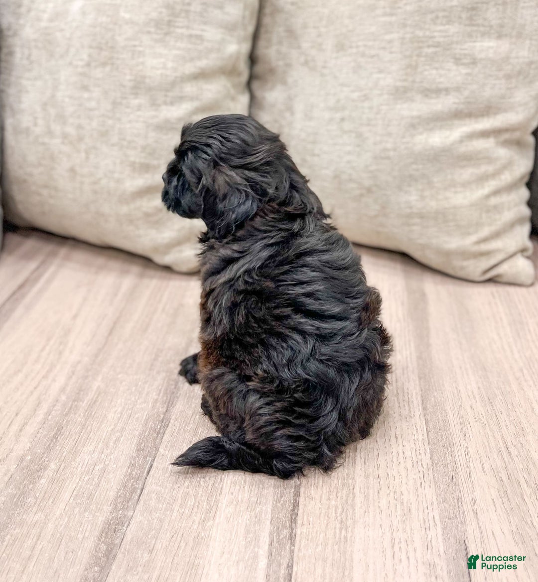 Shihpoo dogs for sale: Ollie - Image 3