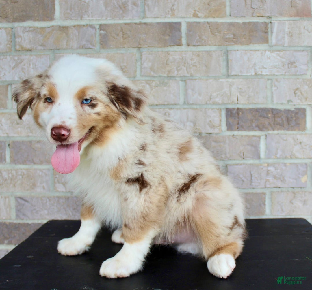 Australian Shepherd dogs for sale: Boots - Image 4