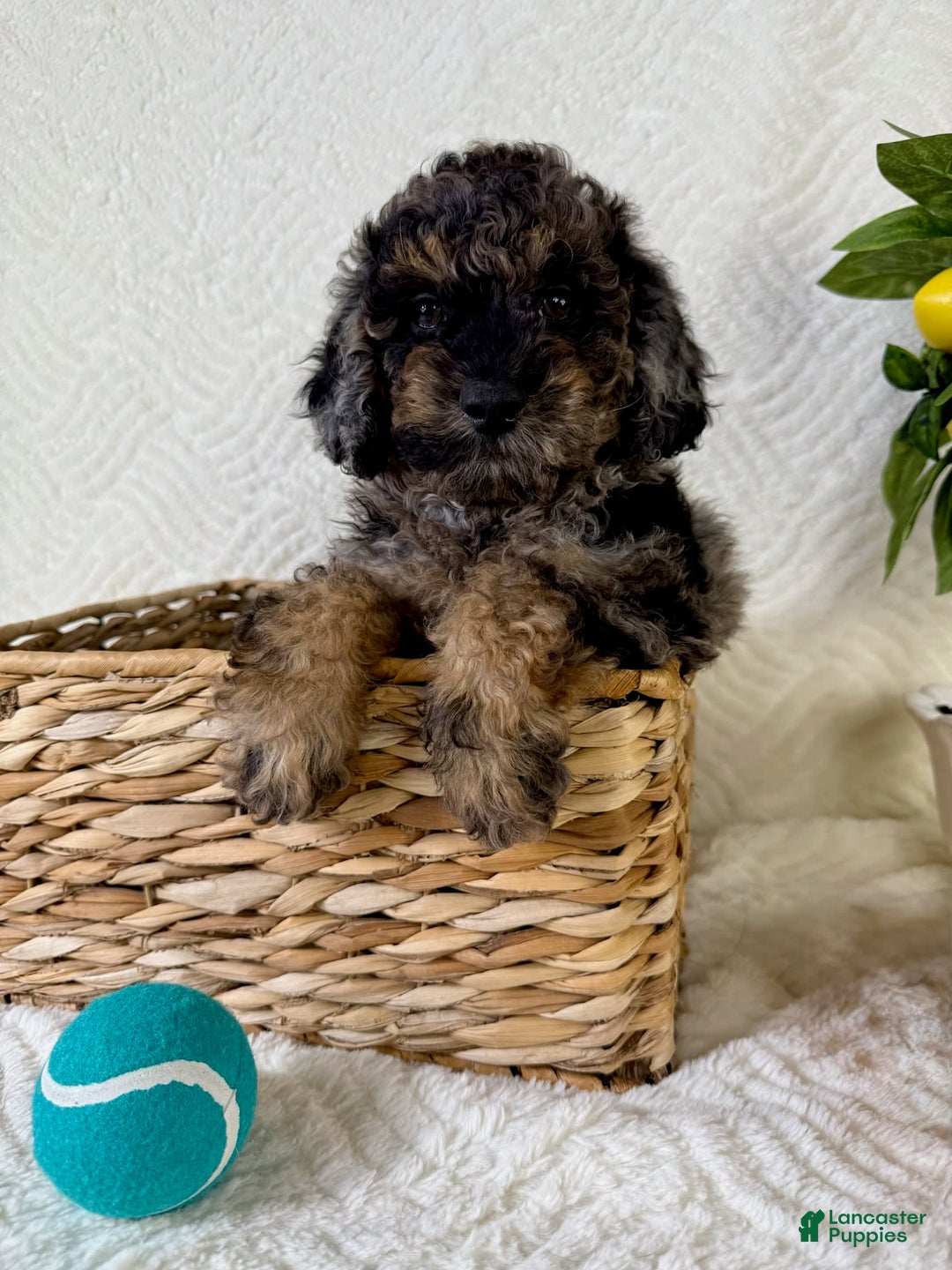 Cockapoo dogs for sale: Cockapoo 5 puppies - Image 5