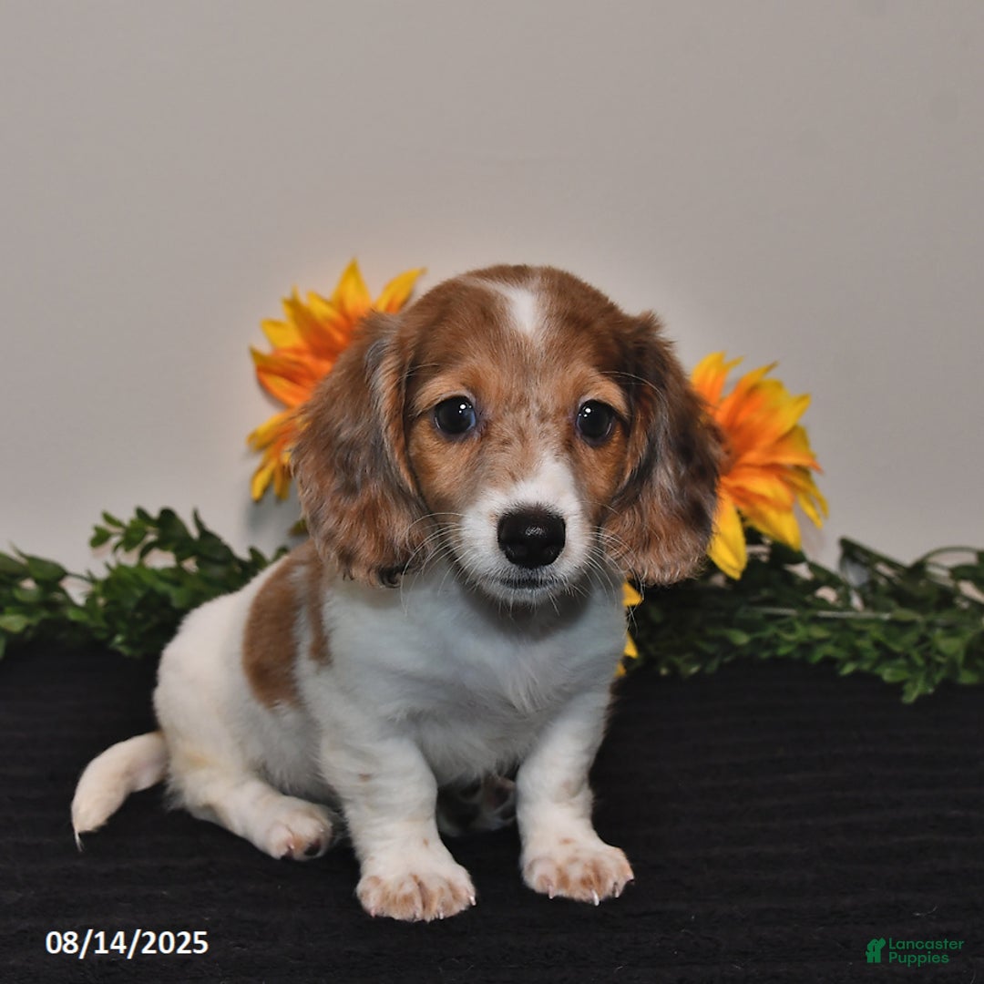 Miniature Dachshund dogs for sale: Hazel - Image 2