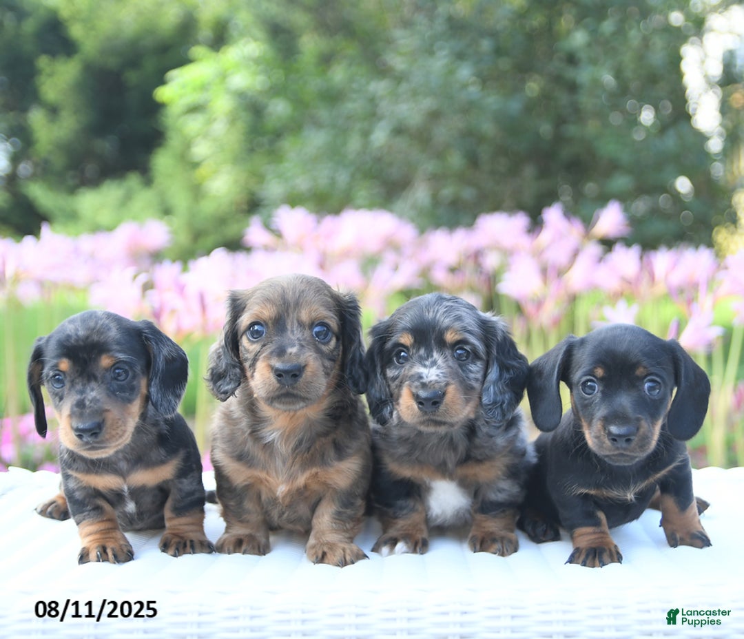 Miniature Dachshund dogs for sale: Josephine - Image 4