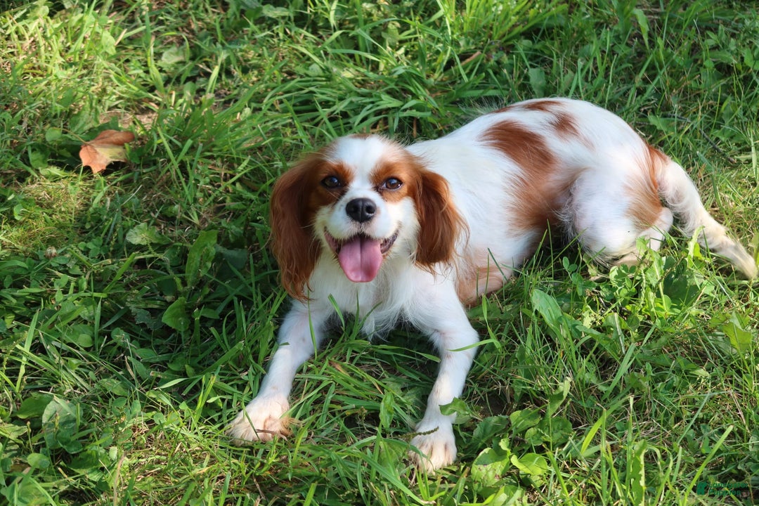 Cavalier King Charles Spaniel dogs for sale: Sage - Image 13