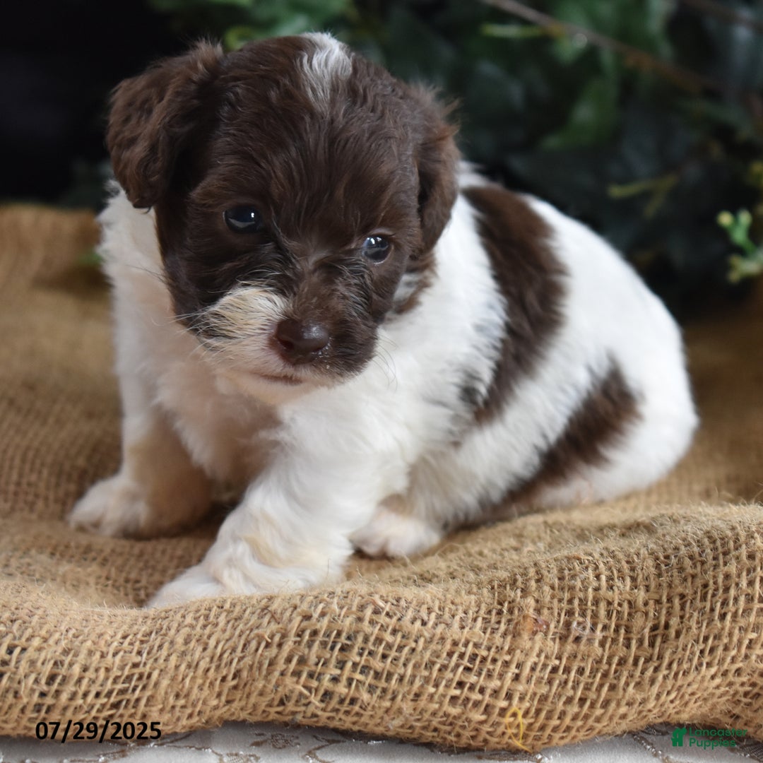 Cavapoo dogs for sale: Addilynn - Image 1