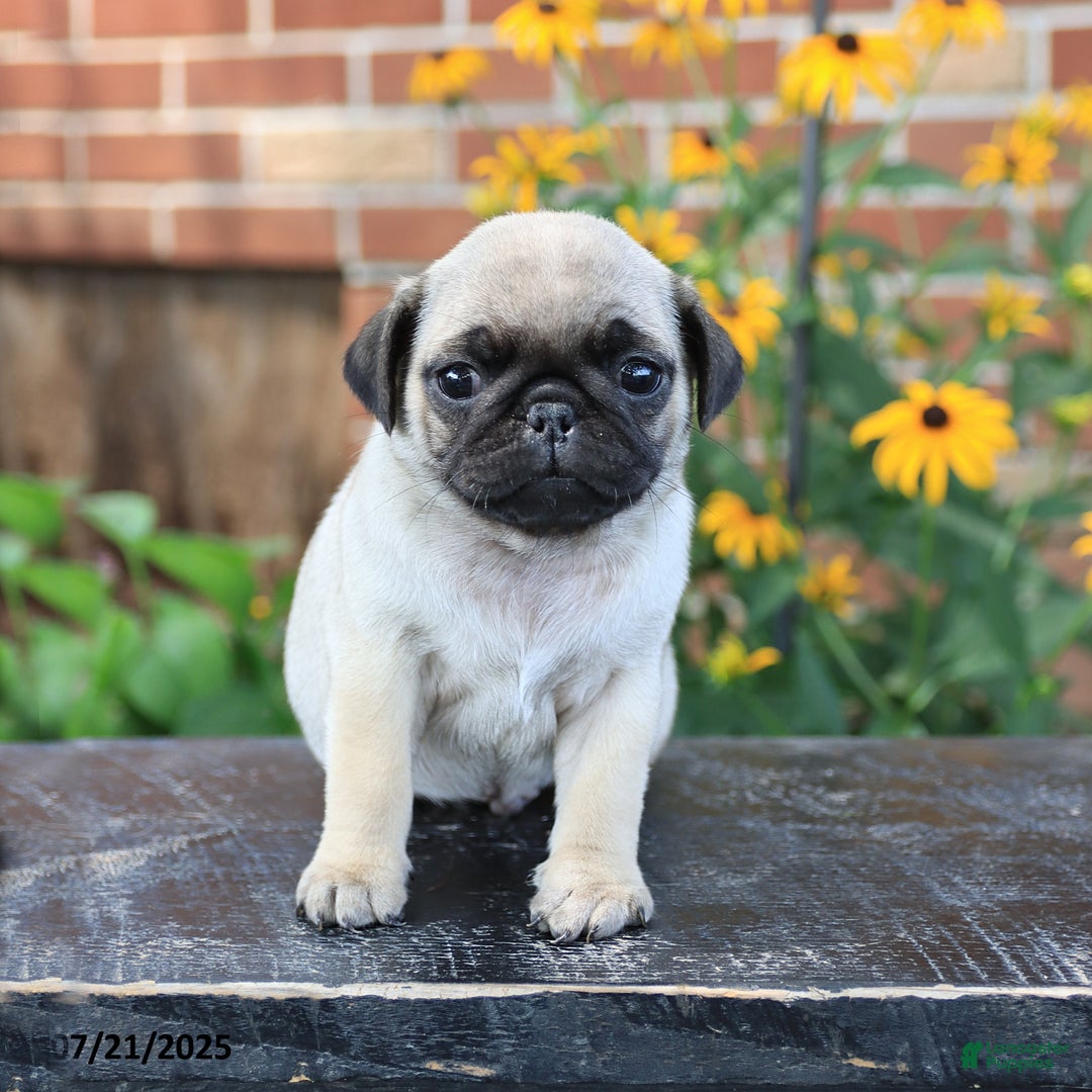 Pug dogs for sale: Benji - Image 3