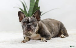 French Bulldog dogs for sale: Peyton - Image 13