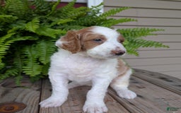 Goldendoodle dogs for sale: Willow - Image 13