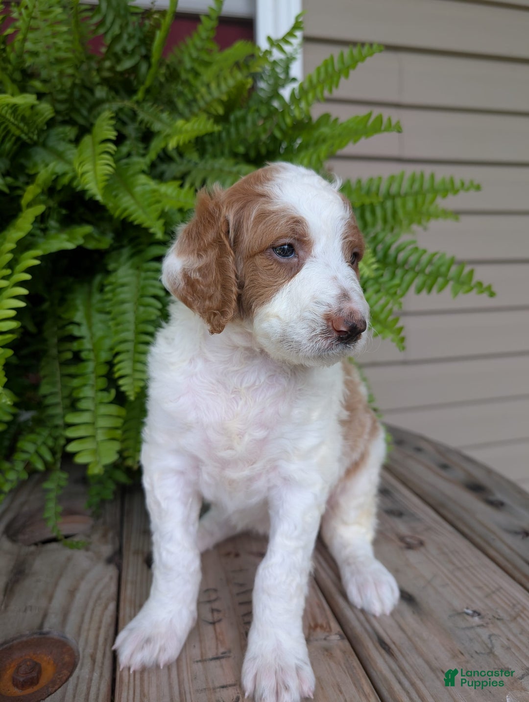 Goldendoodle dogs for sale: Willow - Image 13