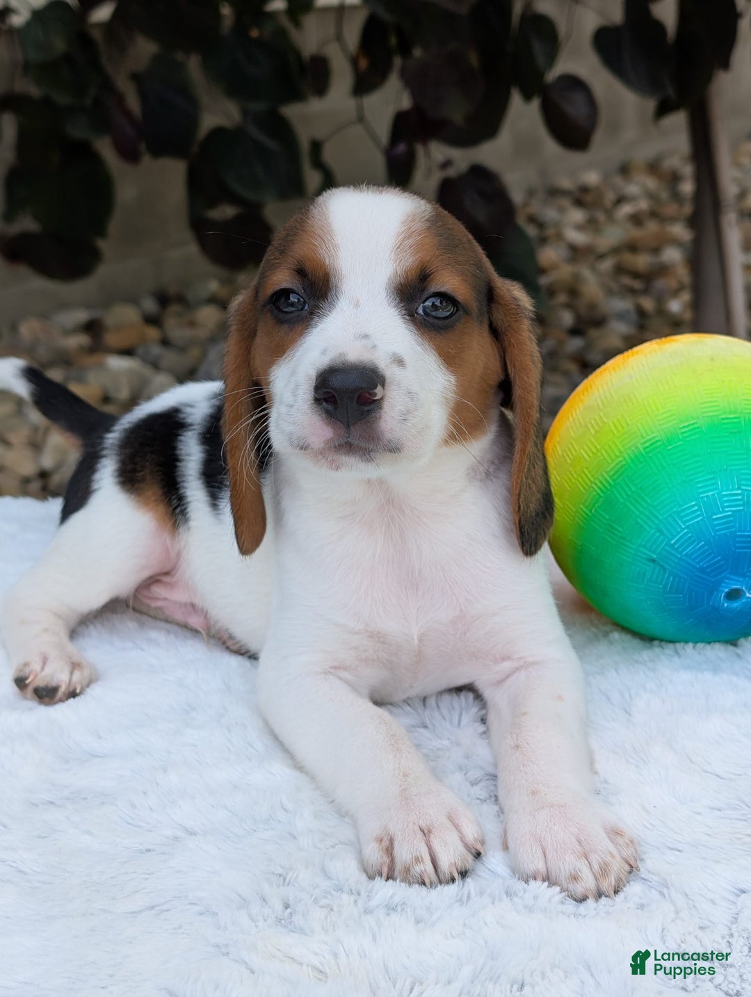 Beagle dogs for sale: Charlie - Image 5