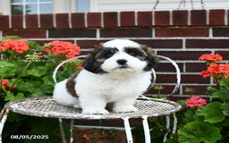 Malshi dogs for sale: Dandy - Image 4