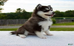 Pomsky dogs for sale: Libby - Image 3