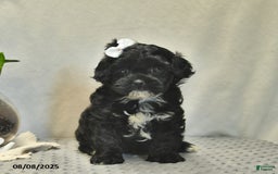 Shihpoo dogs for sale: Rose - Image 1