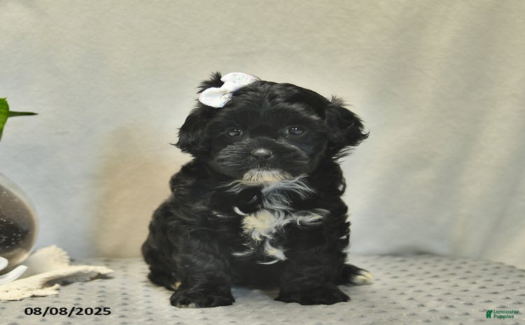 Shihpoo dogs for sale - Ad 2