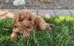 Cockapoo dogs for stud: Glenna - Image 3