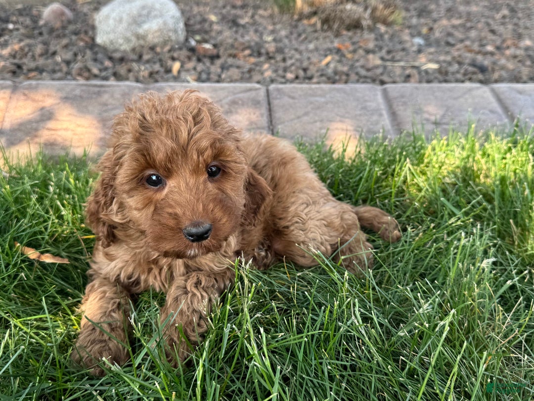 Cockapoo dogs for stud: Glenna - Image 3