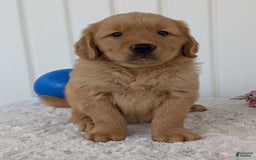 Golden Retriever dogs for sale: Brady - Image 11
