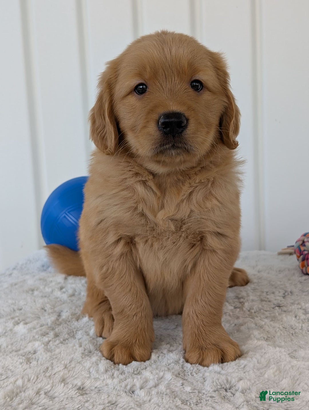 Golden Retriever dogs for sale: Brady - Image 11