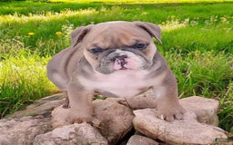 English Bulldog dogs for sale: Groucho - Image 4