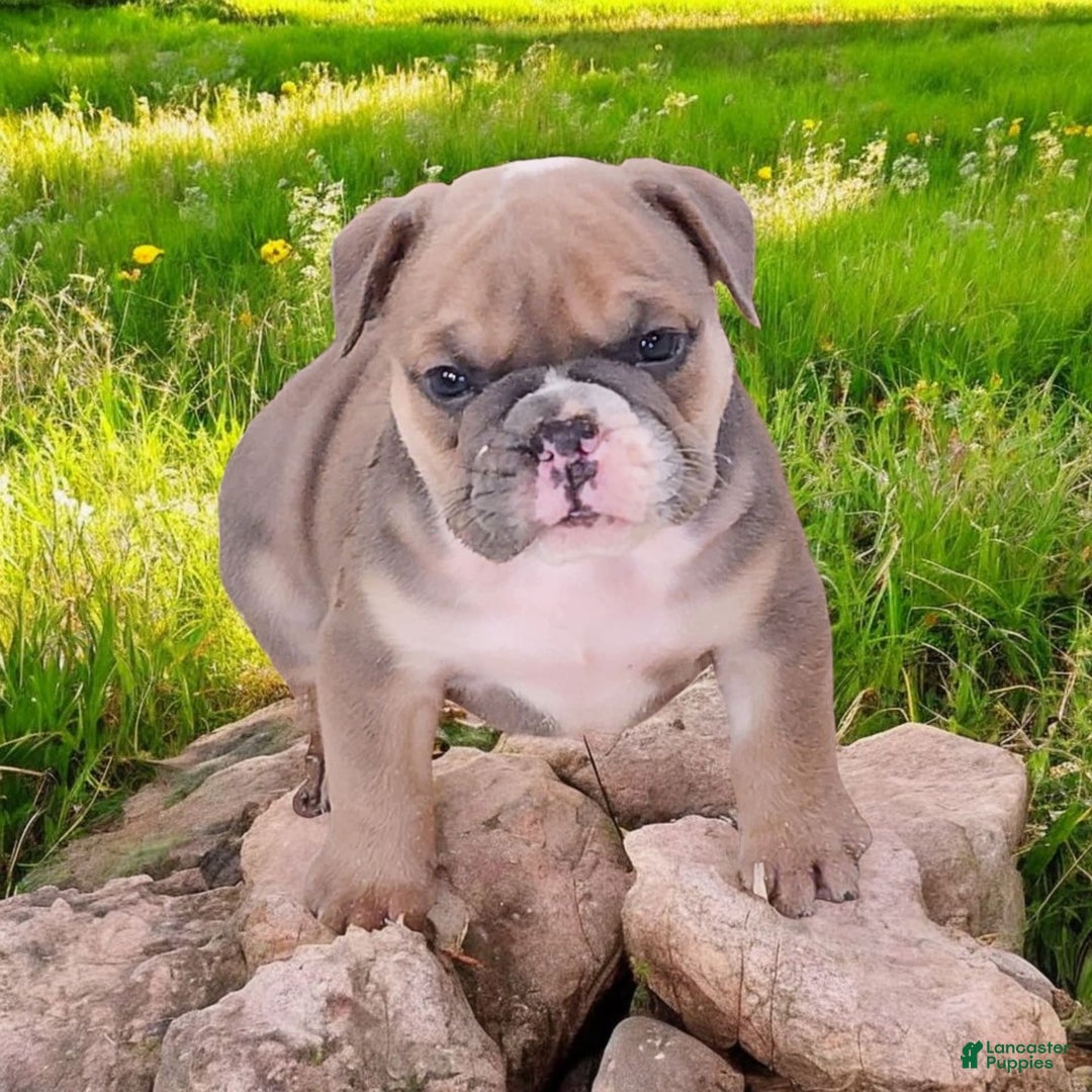 English Bulldog dogs for sale: Groucho - Image 4