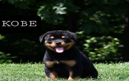 Rottweiler dogs for sale: Kobe - Image 3