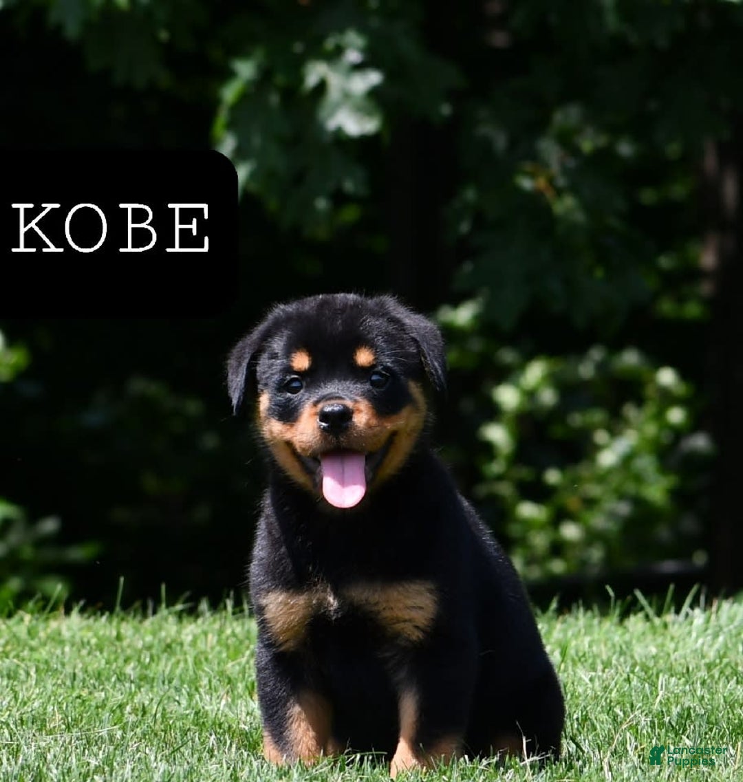 Rottweiler dogs for sale: Kobe - Image 3