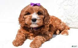 Mini Goldendoodle dogs for sale: Ruby - Image 4