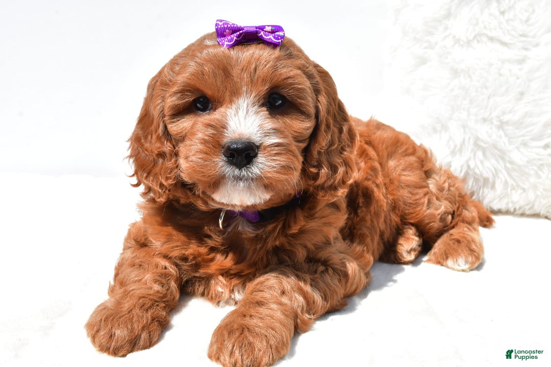 Mini Goldendoodle dogs for sale: Ruby - Image 4