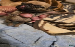 Pug dogs for sale: Davy - Image 8