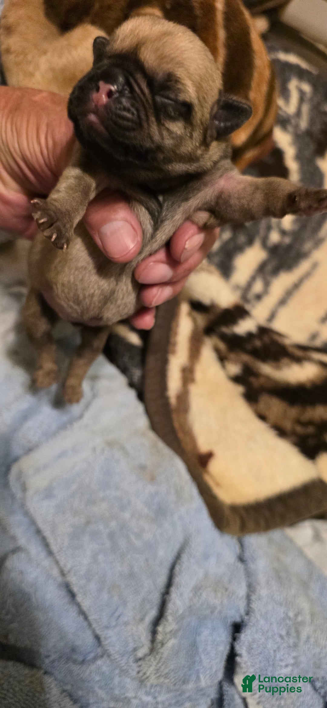 Pug dogs for sale: Davy - Image 8