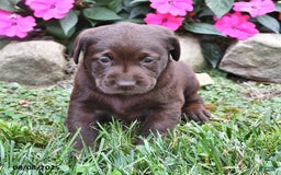 Labrador Retriever dogs for sale: Naomi - Image 1