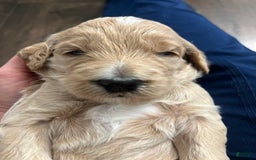 Goldendoodle dogs for sale: Biscuit - Image 2