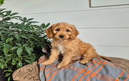 Cockapoo dogs for sale: Bently - Image 1