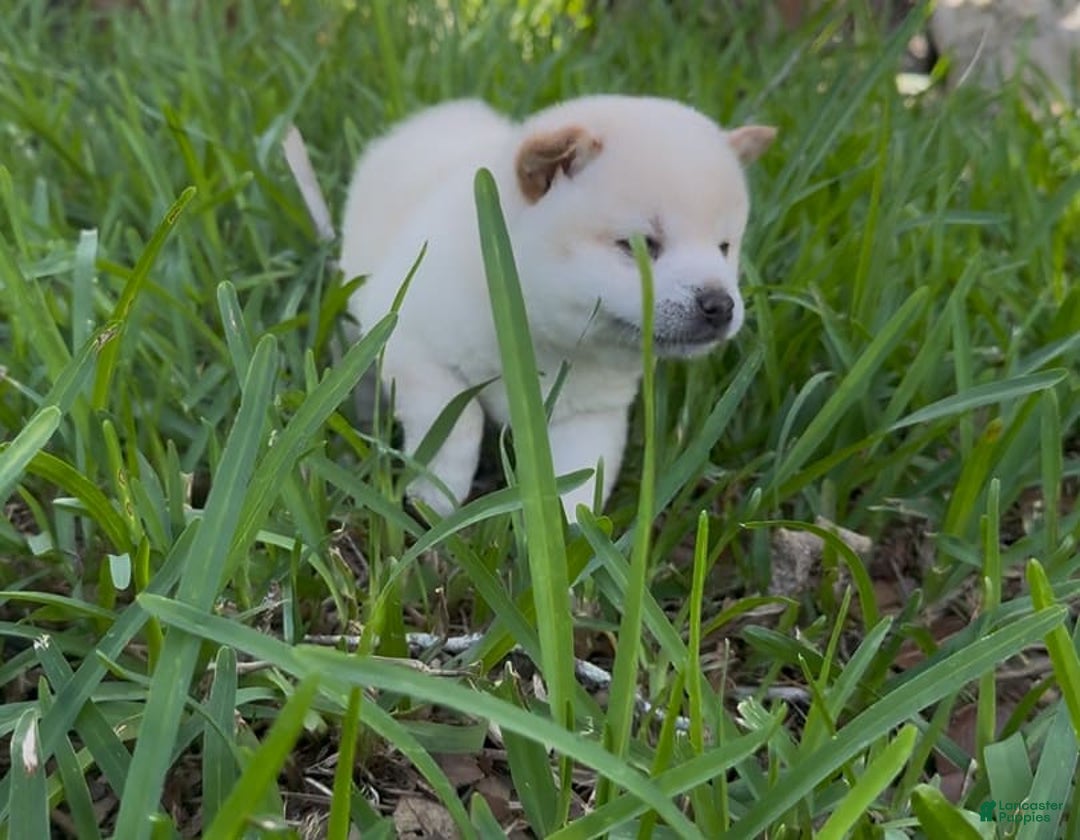 Shiba Inu dogs for sale: Yuki - Image 19