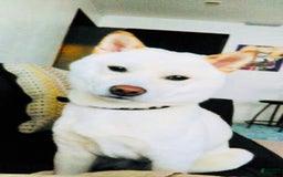 Shiba Inu dogs for sale: Jodi - Image 11