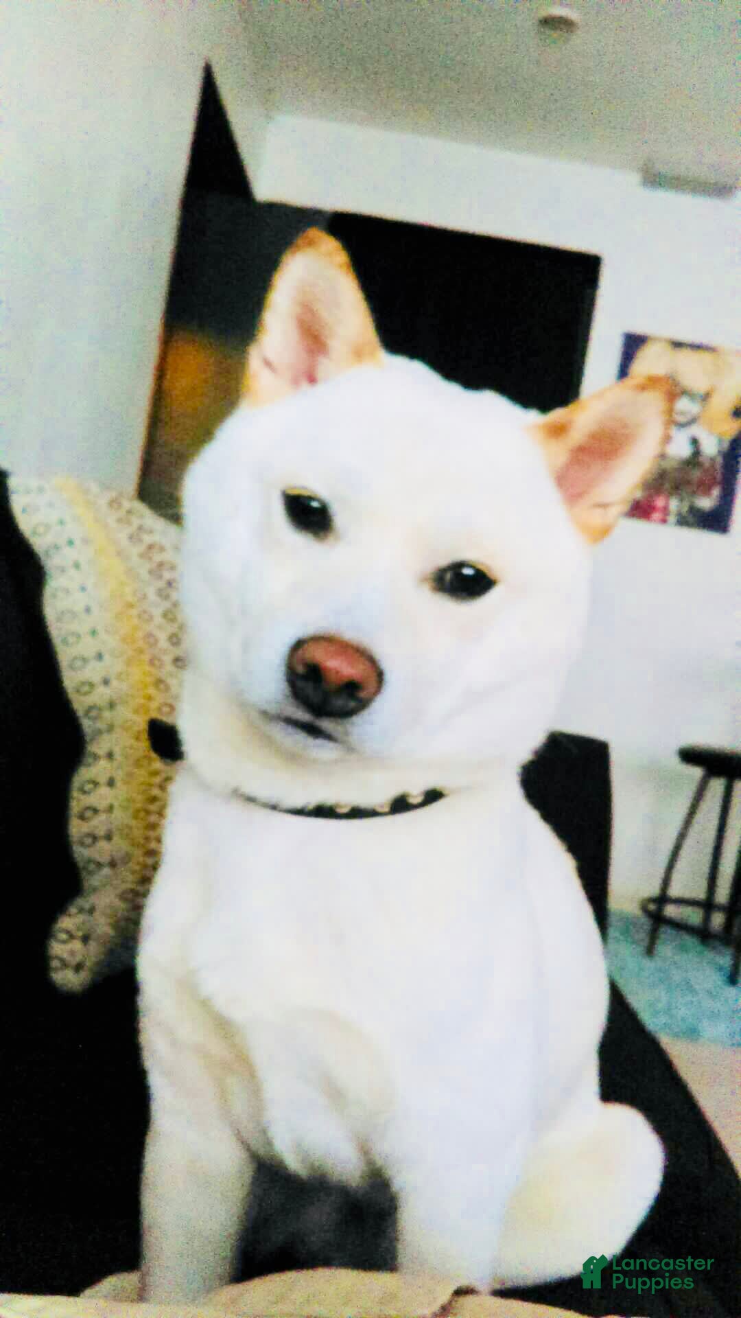 Shiba Inu dogs for sale: Jodi - Image 11