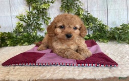 Doxiepoo dogs for sale: Dena - Image 2