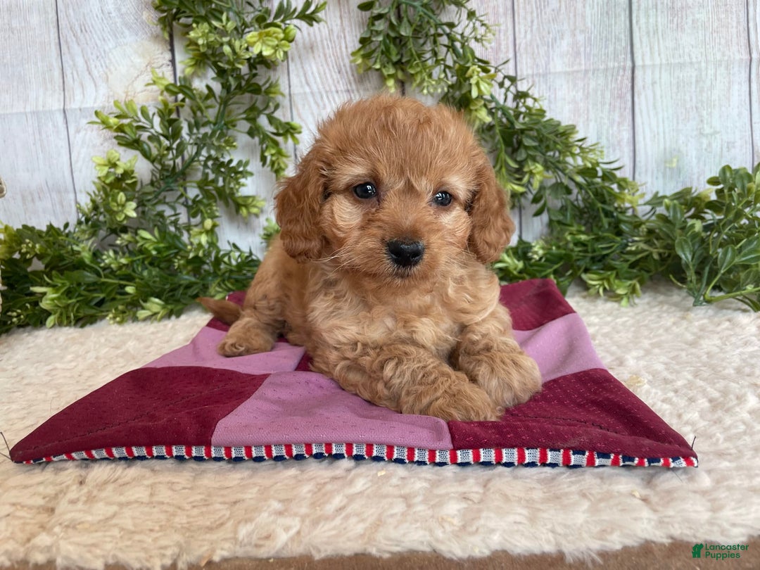 Doxiepoo dogs for sale: Dena - Image 2