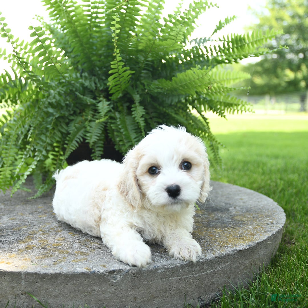 Cavachon dogs for sale: Ozzie - Image 4