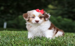 Miniature Australian Shepherd dogs for sale: Trixie - Image 9