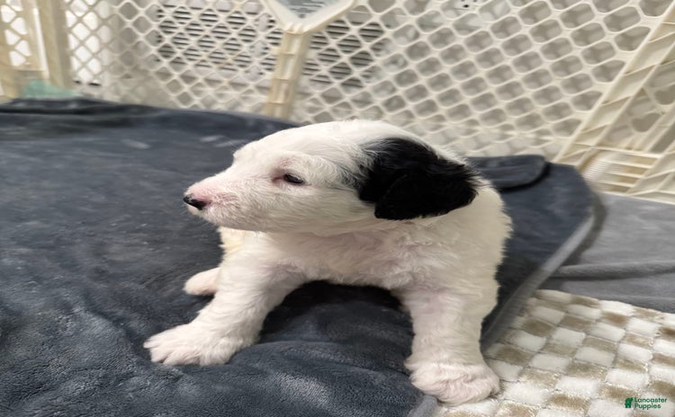 Saint Berdoodles dogs for sale - Ad 2
