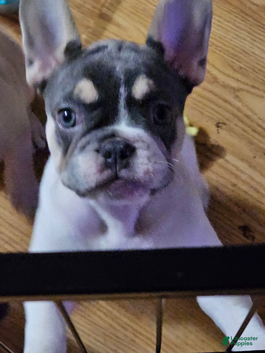 French Bulldog dogs for sale: Luna - Image 7
