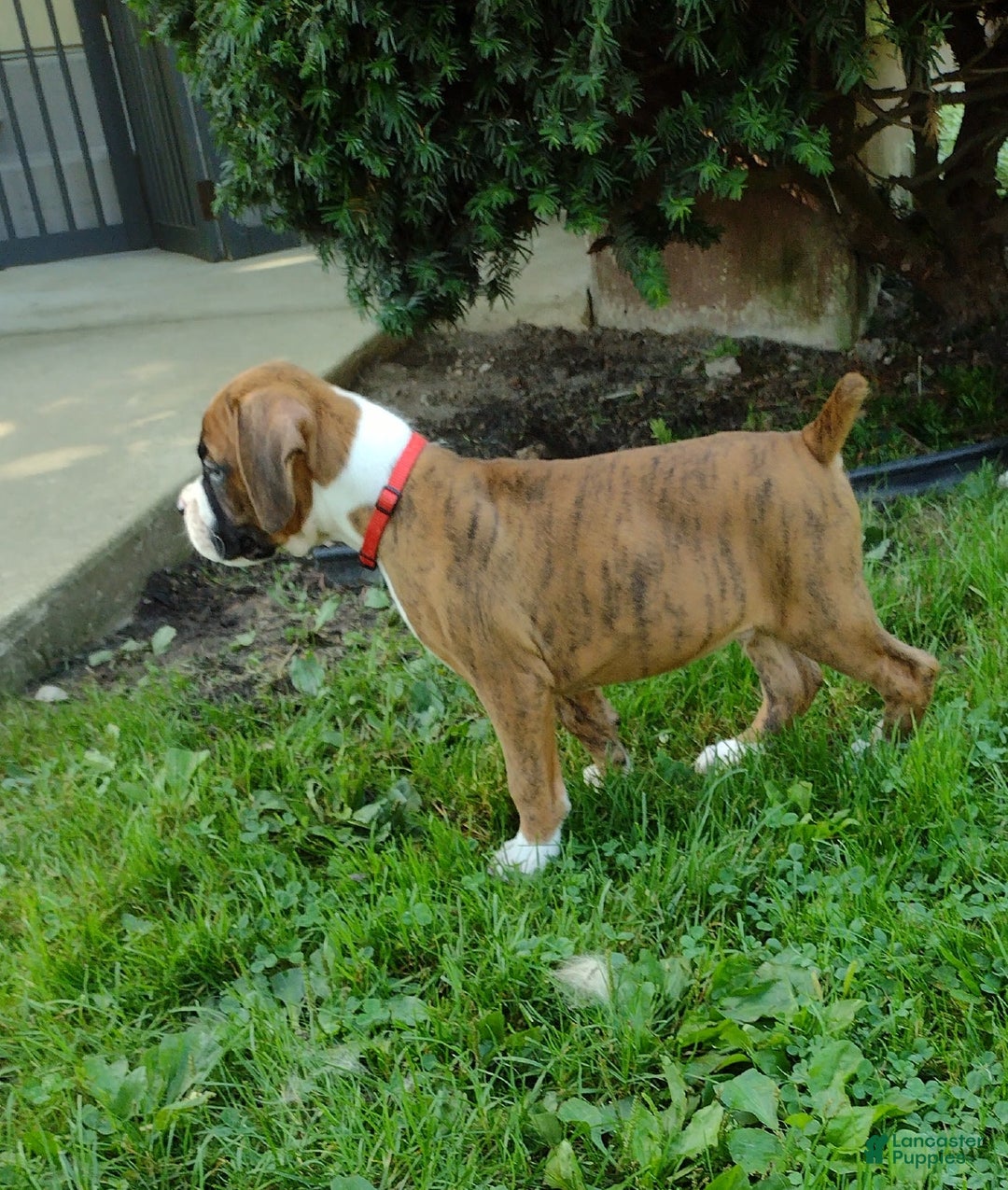 Boxer dogs for sale: Rocket - Image 4