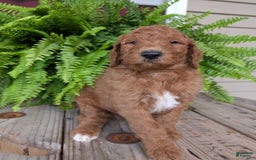 Goldendoodle dogs for sale: Teddy - Image 17