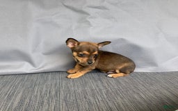 Chihuahua dogs for sale: Reggie - Image 13