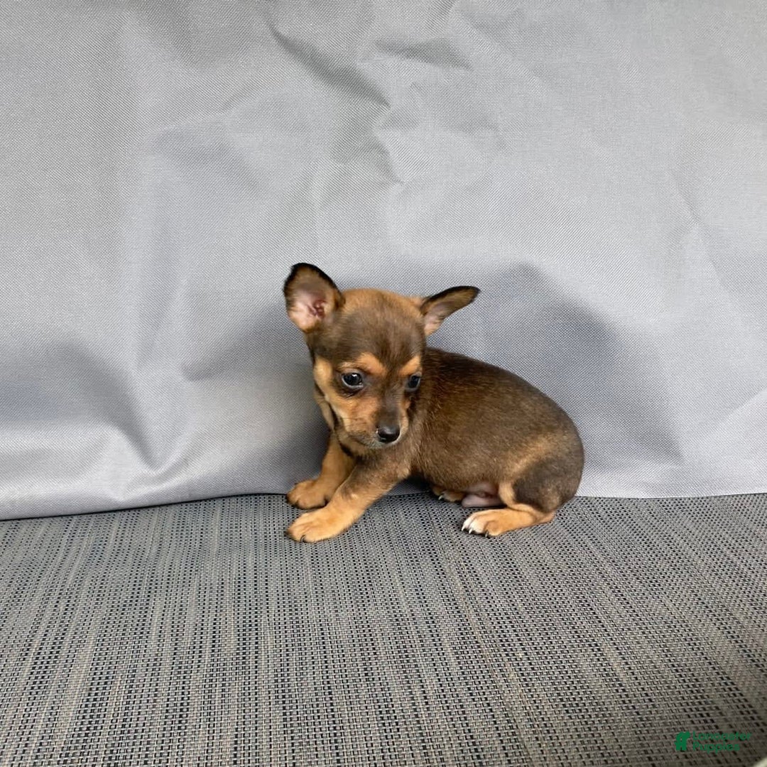 Chihuahua dogs for sale: Reggie - Image 13