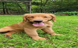 Golden Retriever dogs for sale: Remi - Image 3