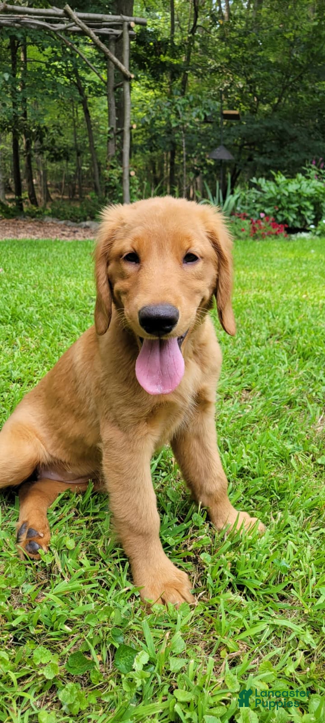 Golden Retriever dogs for sale: Remi - Image 3